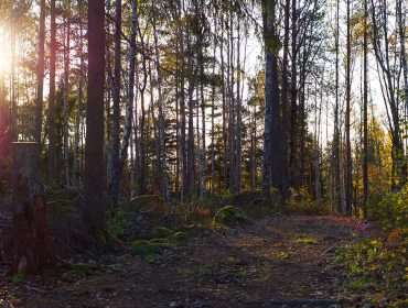 skogen-veckans-basta-1
