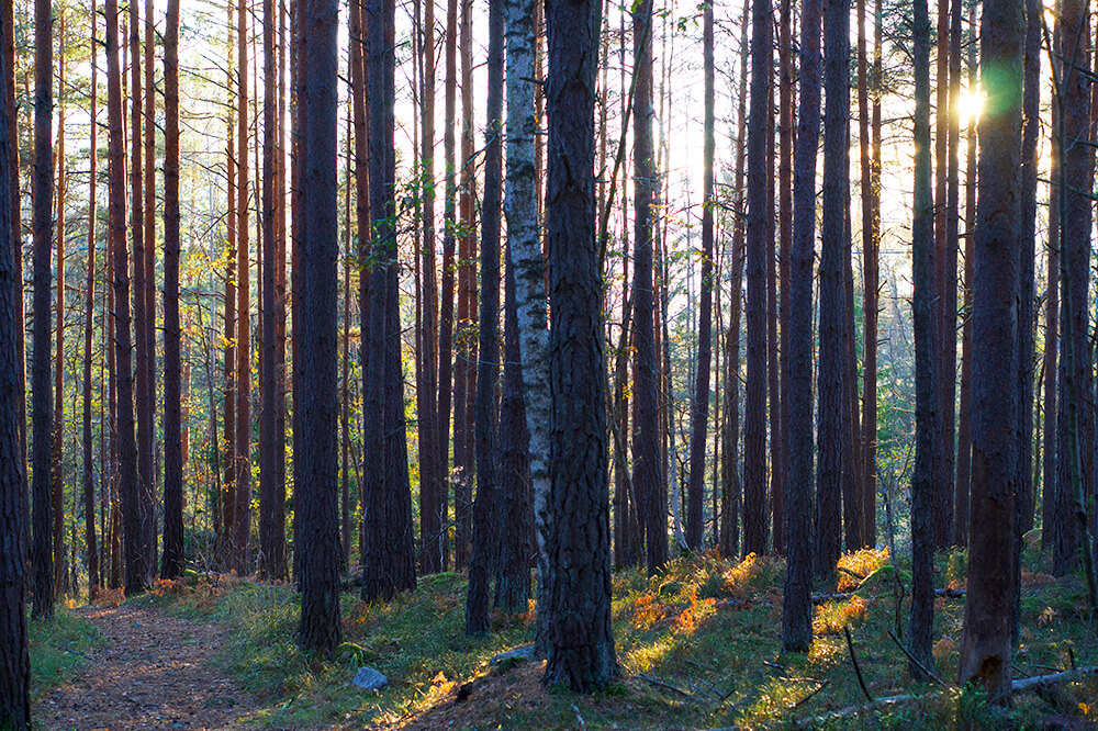 Skogen en solig eftermiddag på hösten