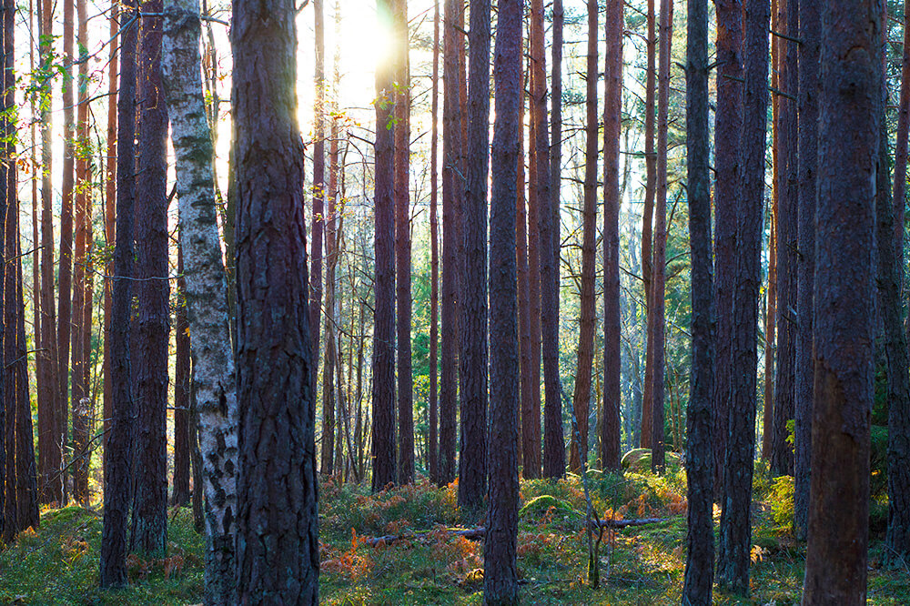 Skogen en solig eftermiddag på hösten