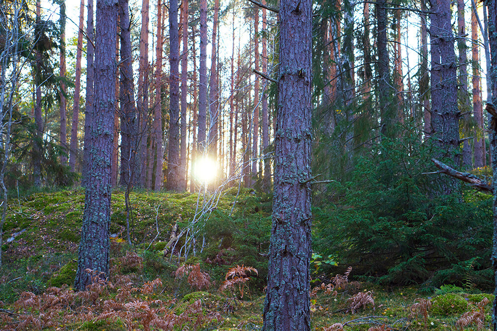 Skogen en solig eftermiddag på hösten