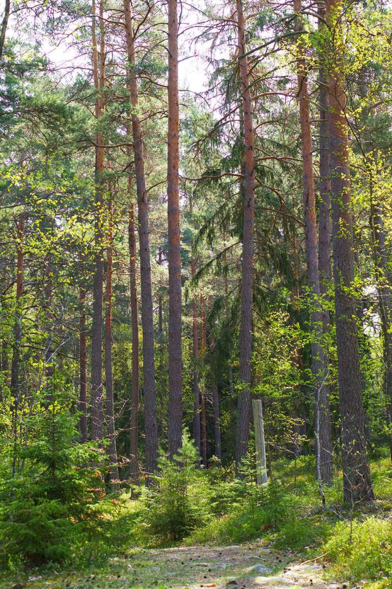skogspromenad-1 - En skogspromenad är så mycket bättre än en VR-cykling