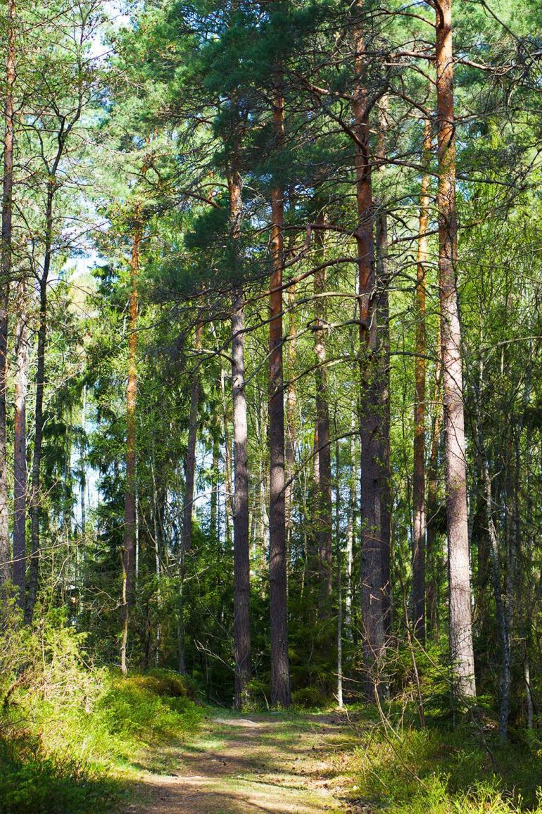 skogspromenad-4 - En skogspromenad är så mycket bättre än en VR-cykling