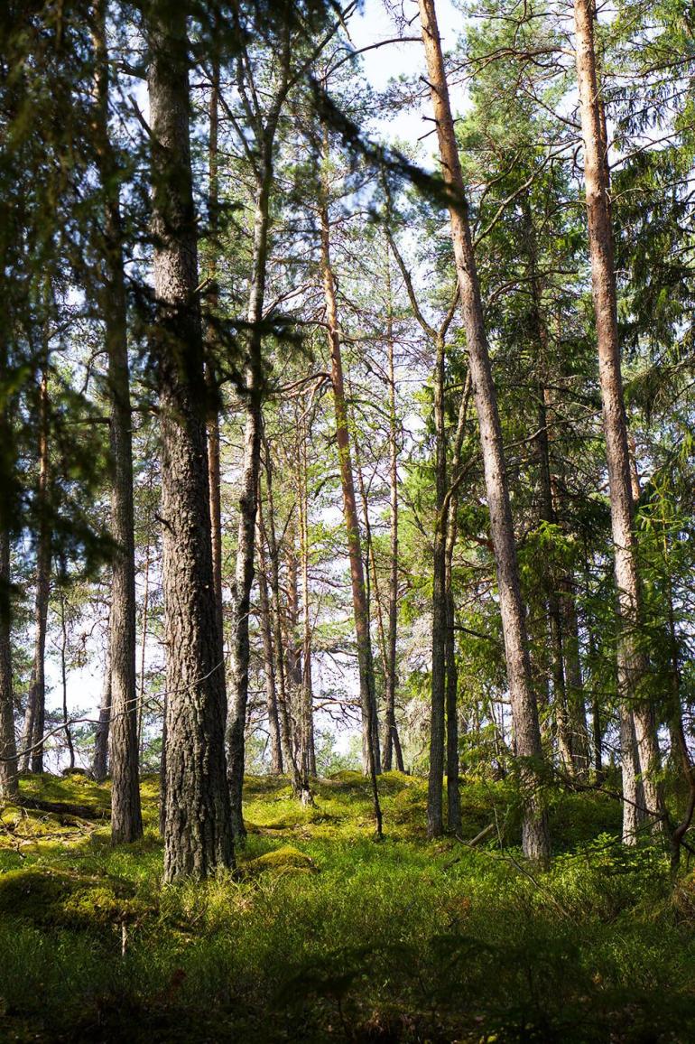 skogspromenad-5 - En skogspromenad är så mycket bättre än en VR-cykling