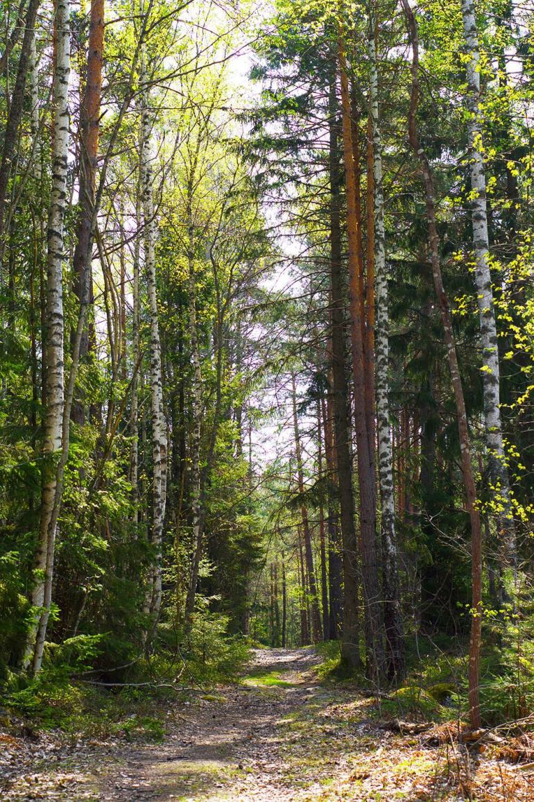 skogspromenad-7 - En skogspromenad är så mycket bättre än en VR-cykling