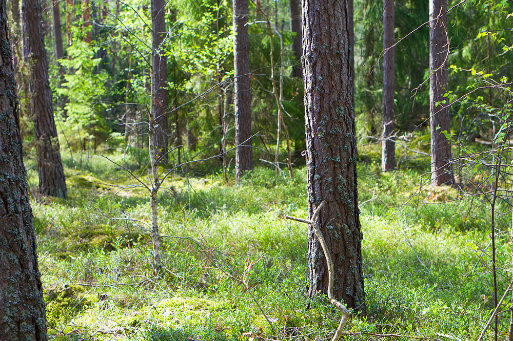skogspromenad-8 - En skogspromenad är så mycket bättre än en VR-cykling