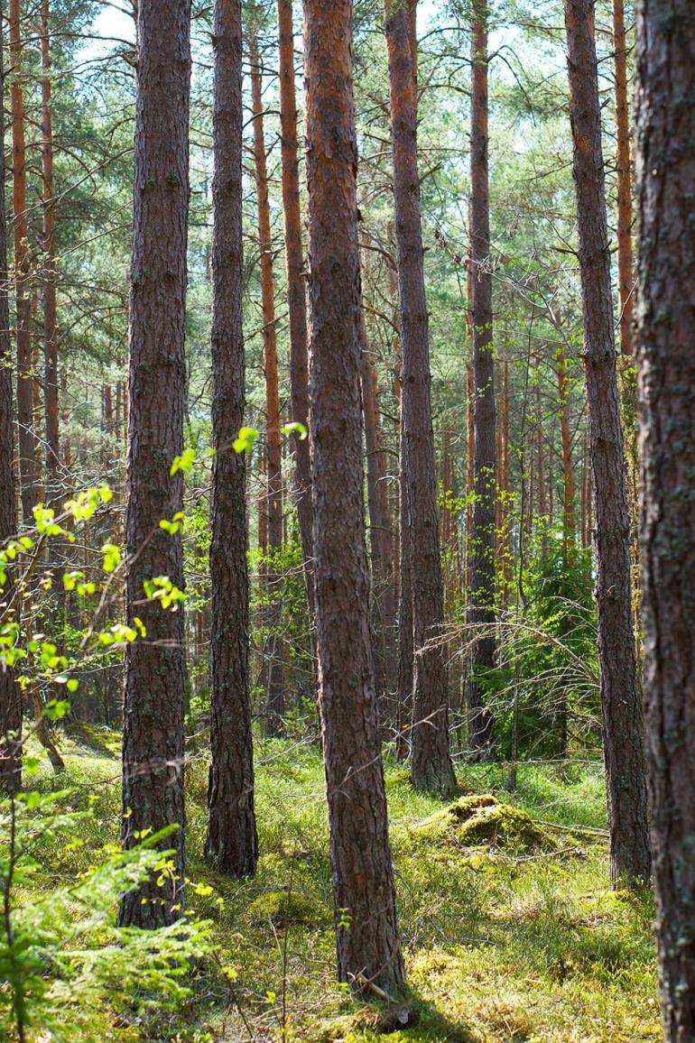 skogspromenad-9 - En skogspromenad är så mycket bättre än en VR-cykling
