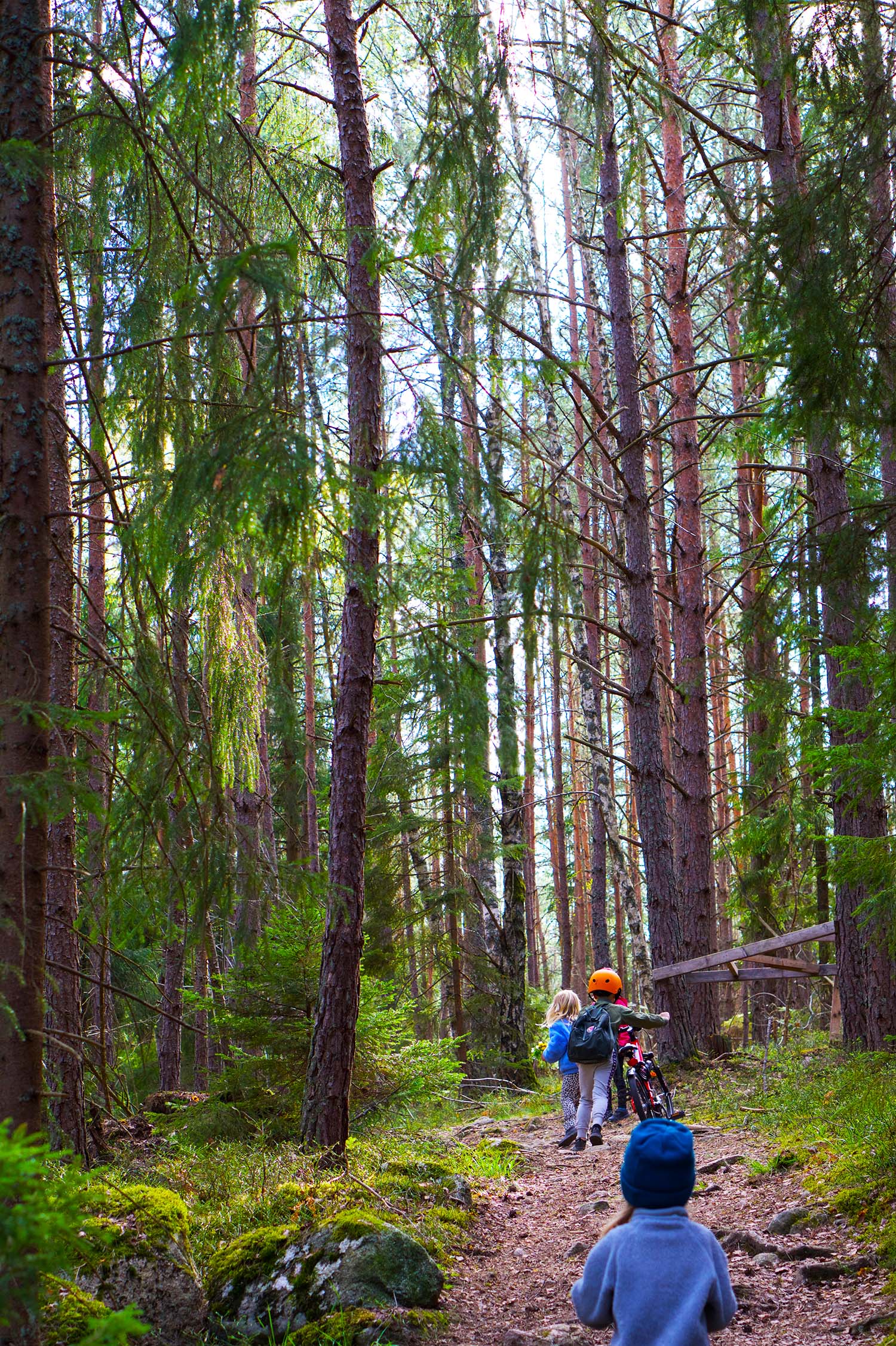 Vitsippsplock på skogspromenad
