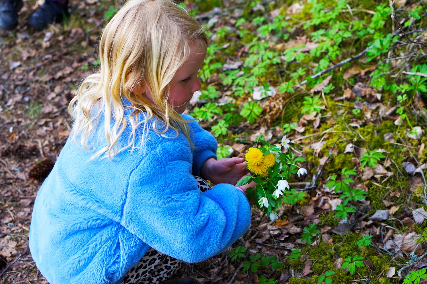 Vitsippsplock på skogspromenad