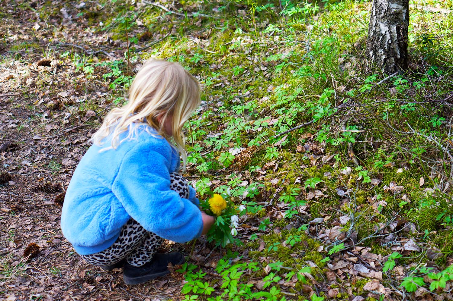 Vitsippsplock på skogspromenad