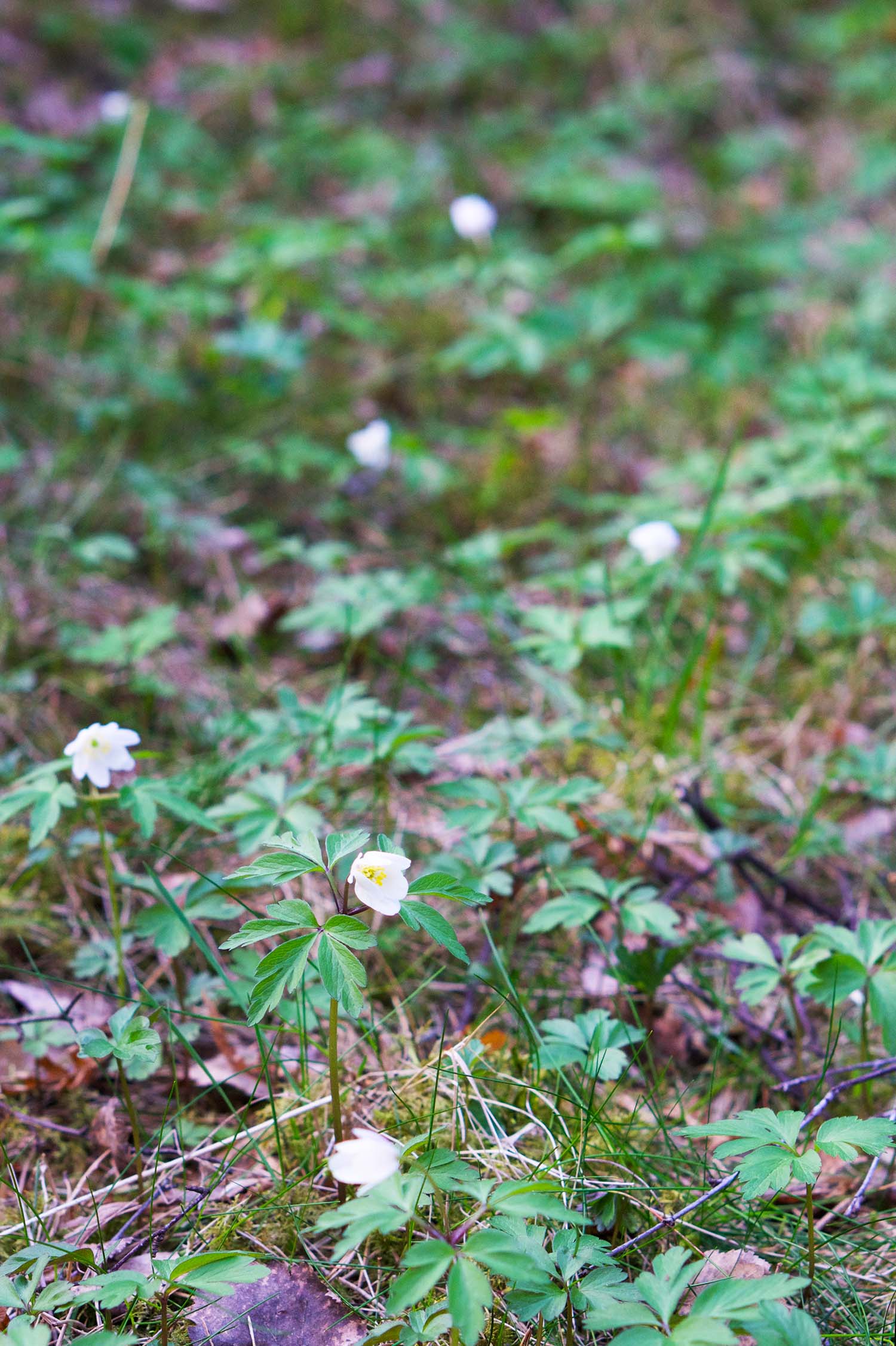 Vitsippsplock på skogspromenad