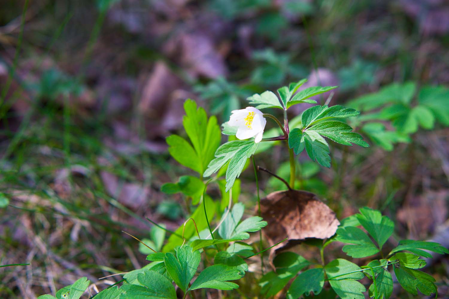 Vitsippsplock på skogspromenad