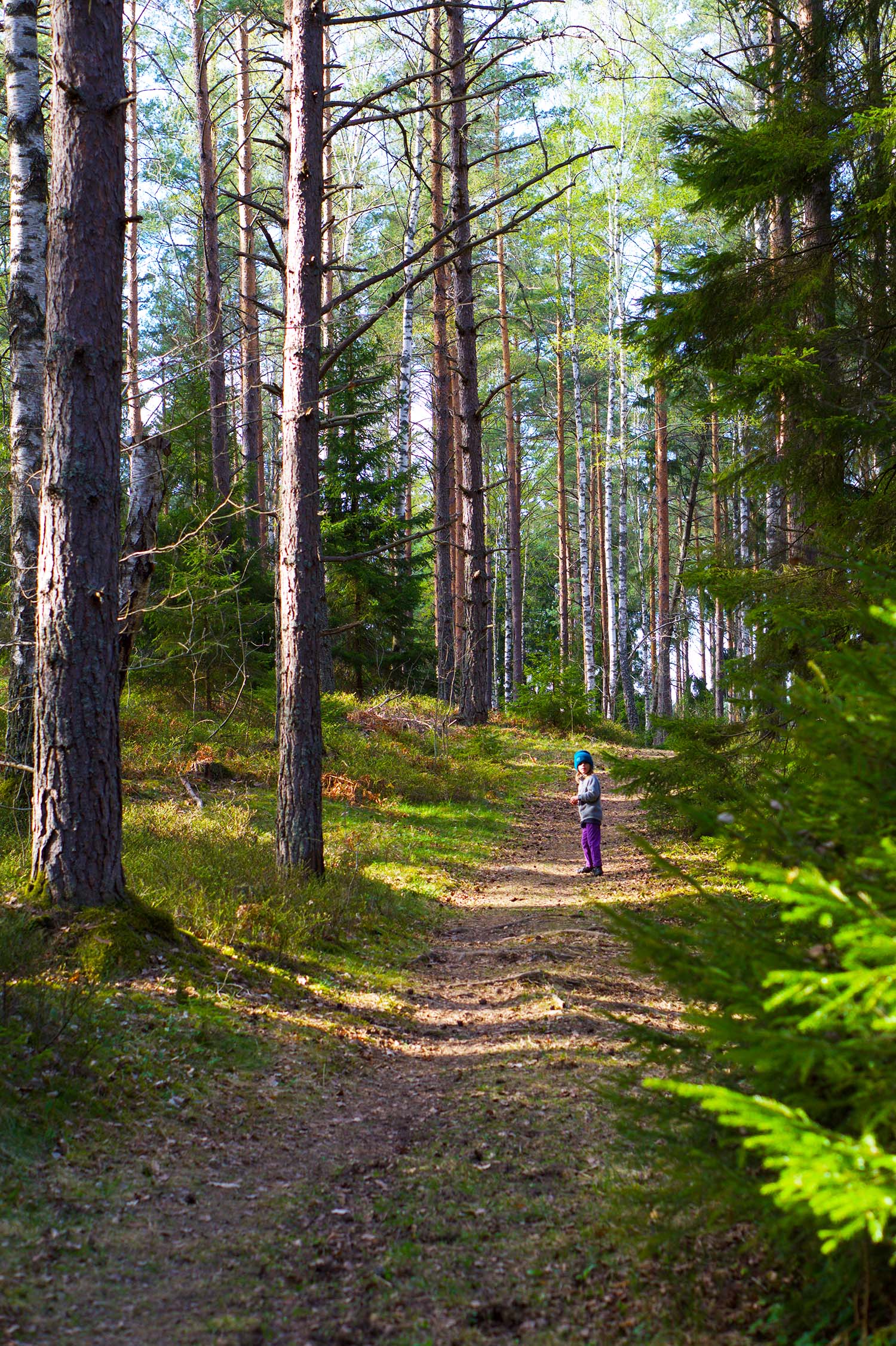 Vitsippsplock på skogspromenad