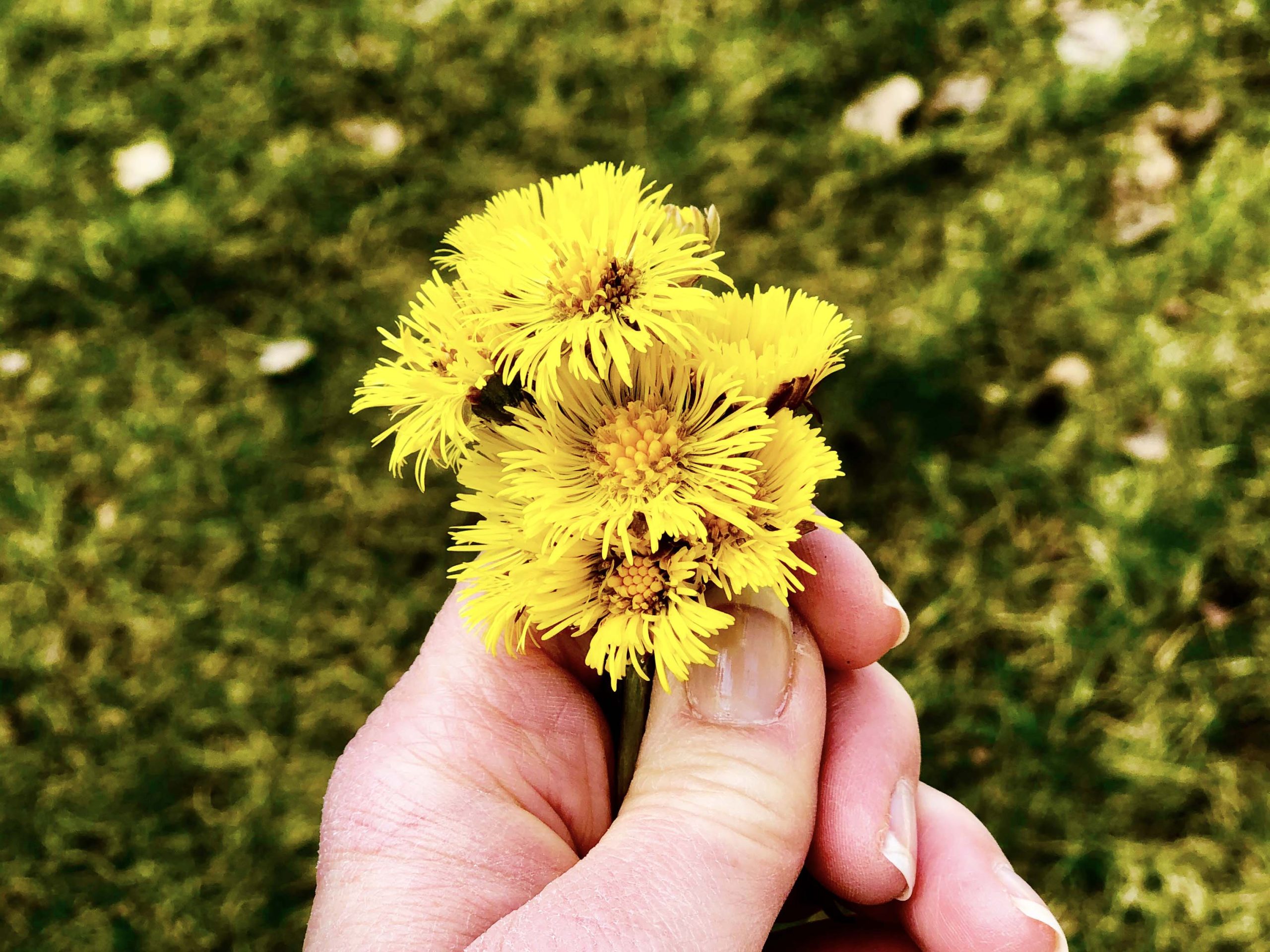 Tussilago