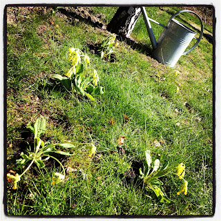 skona-maj-1 - Sköna maj