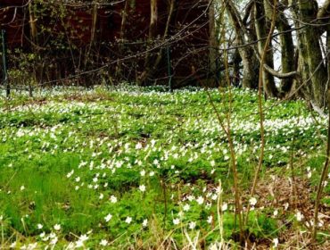 skona-maj-10-e1462251450308