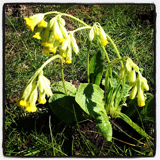 skona-maj-2 - Sköna maj