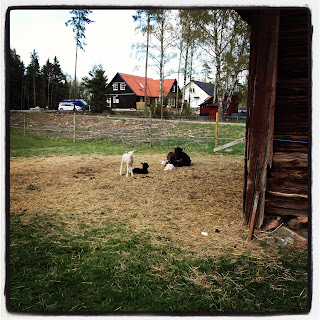 skona-maj-5 - Sköna maj