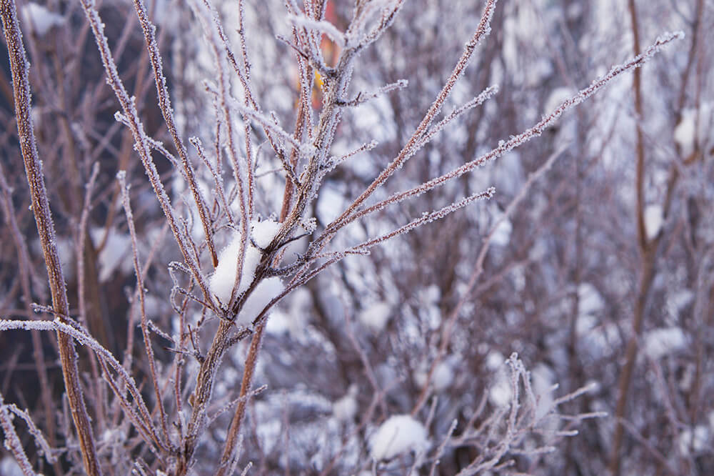 Snö och vinter hemma hos oss