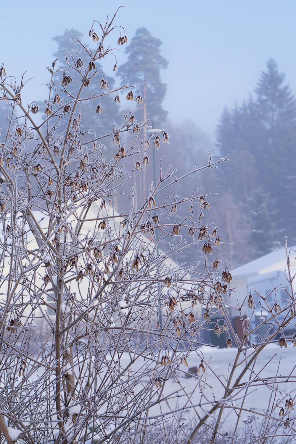 Snö och vinter hemma hos oss