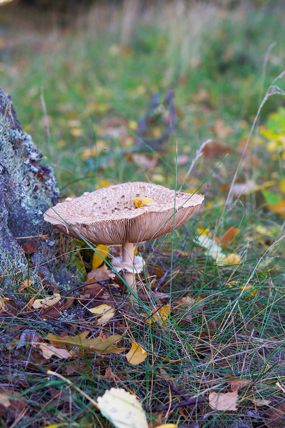 Solig höstdag i oktober