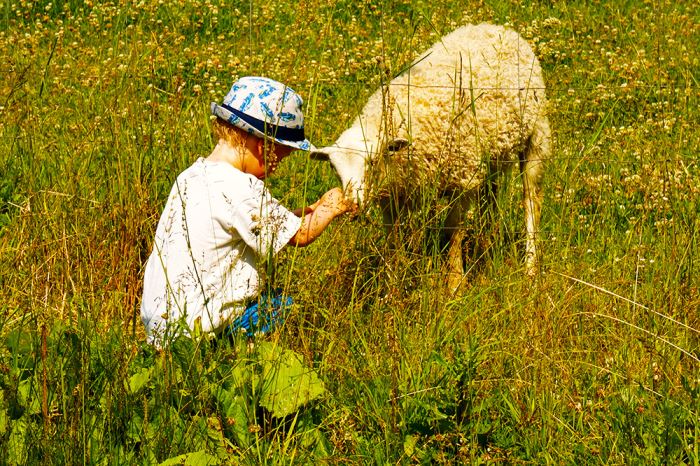 sommar-bucketlist-lamm