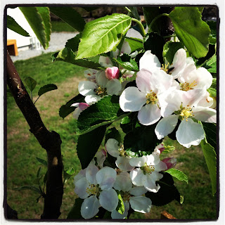 sommar-i-tradgarden-1-1 - En underbar tid framför oss