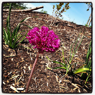 sommar-i-tradgarden-2-2 - En underbar tid framför oss