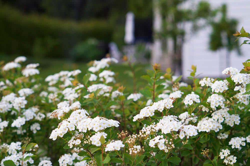 sommar i trädgården