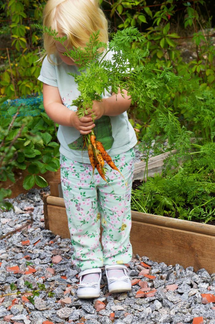 morötter från odlingslandet