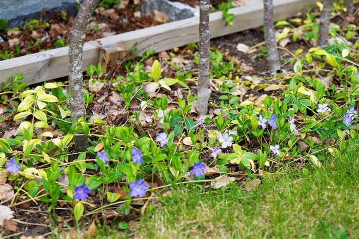 sommarkväll i trädgården