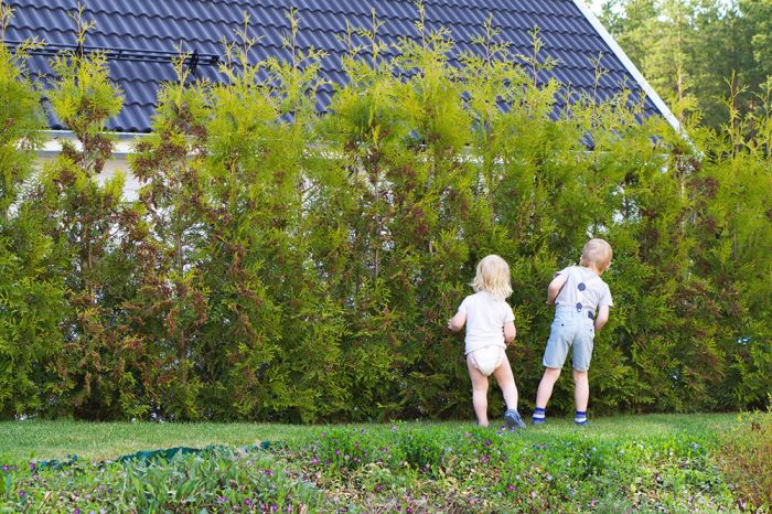 barnen och sommarkväll i trädgården