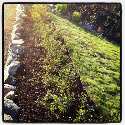 stenlaggning-och-hackplantering-7 - Trädgårdsprojekt