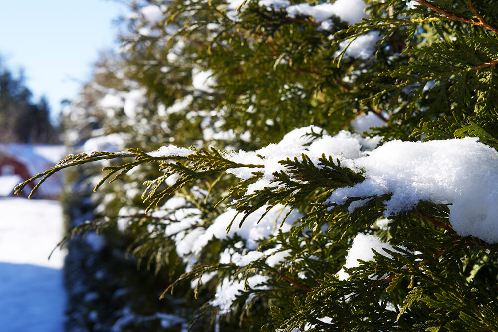 Vinter i trädgården