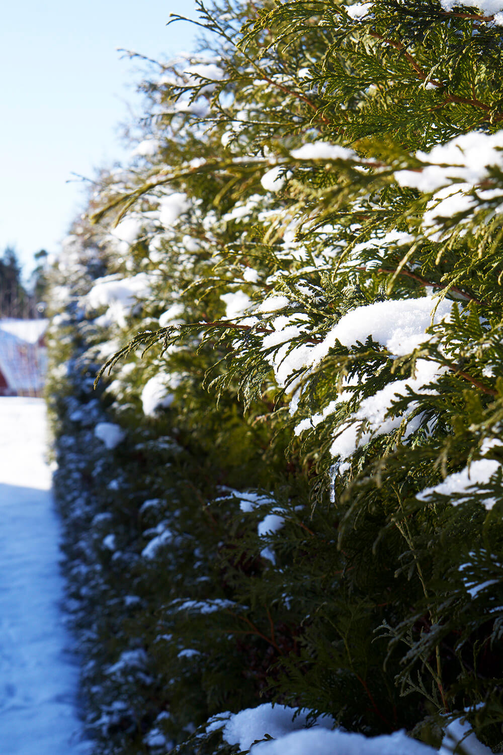 Vinter i trädgården
