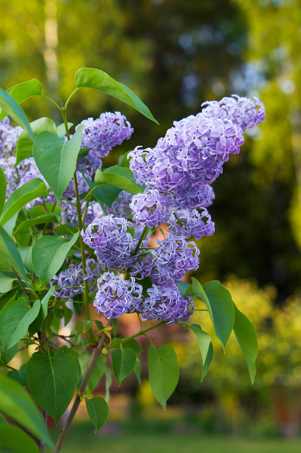syrenberså i trädgården