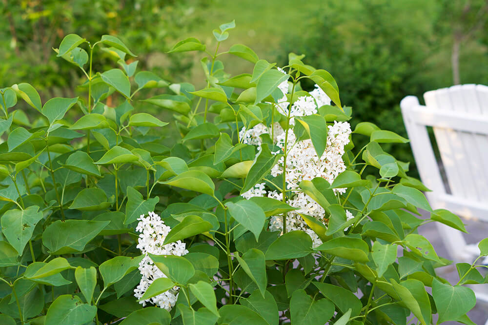 syrenberså i trädgården