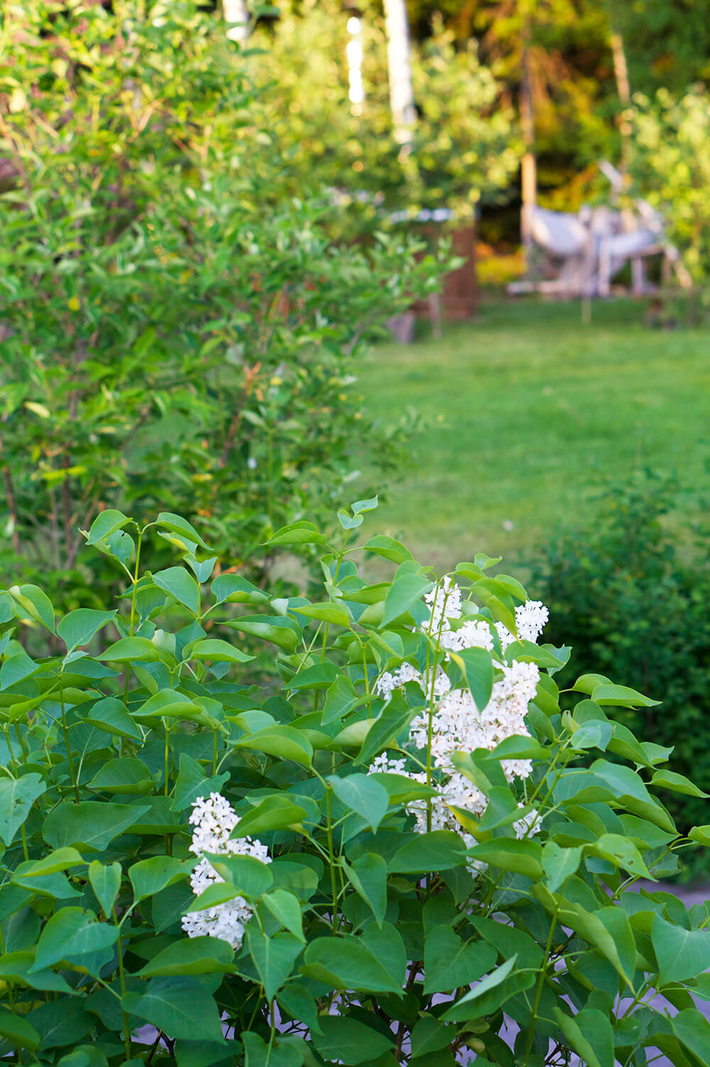 syrenberså i trädgården