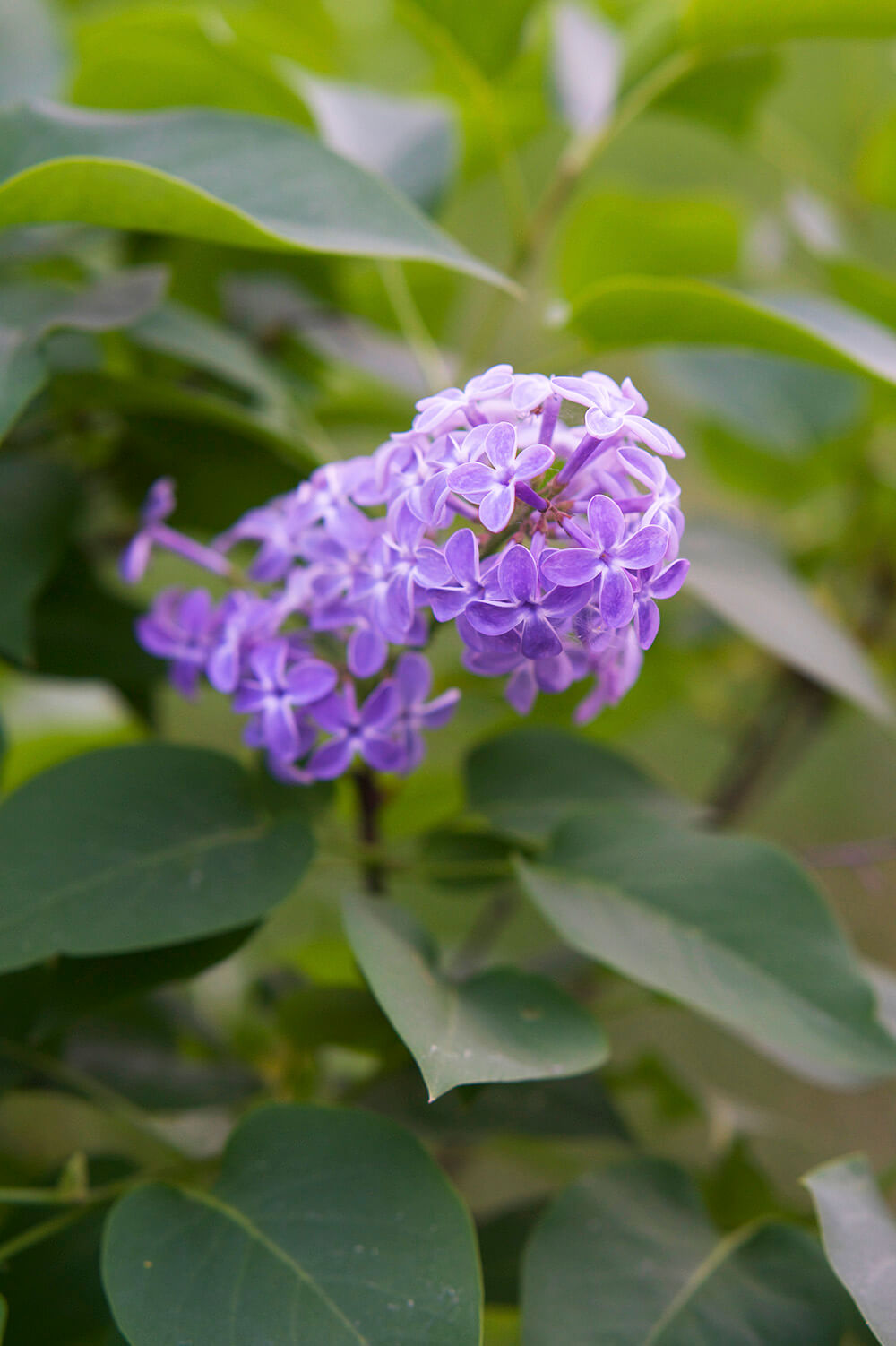 syrenberså i trädgården