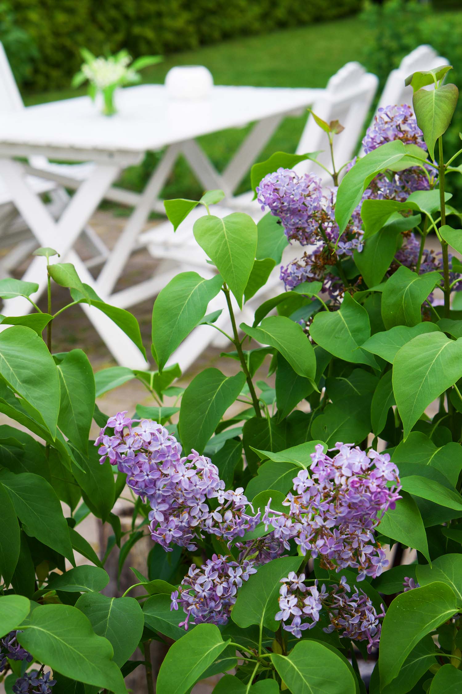 Syrenbersån och om att jobba mot sin dröm