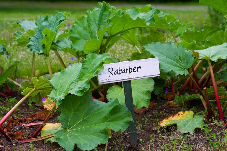 toftaholm-herrgard-tradgard-3 - Toftaholm Herrgård - recension av Händelsernas Herrgård