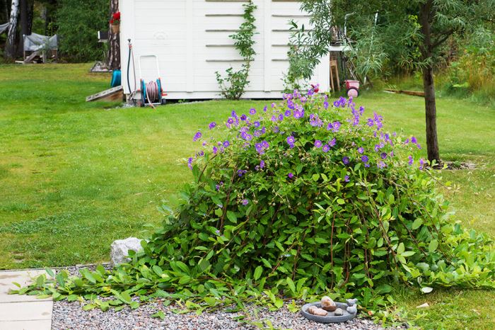 Hängsälj och blommor i trädgården