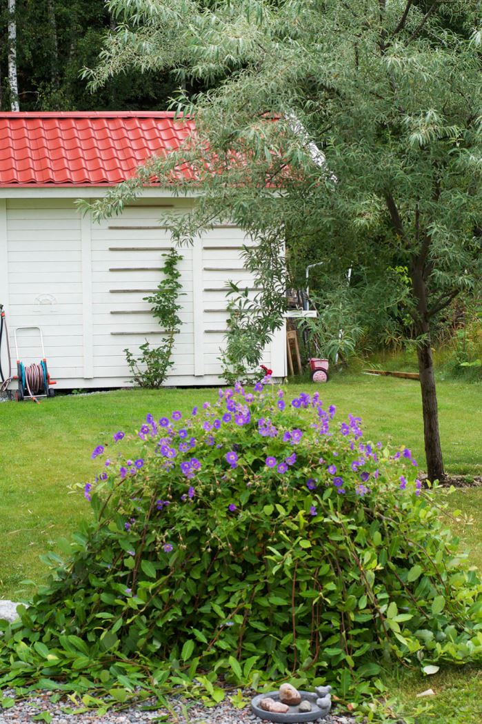 Hängsälj och blommor i trädgården