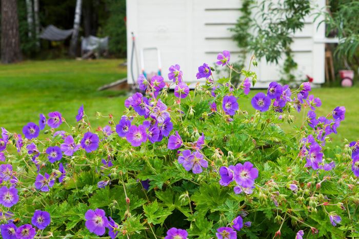 Hängsälj och blommor i trädgården