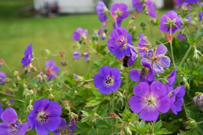 Hängsälj och blommor i trädgården