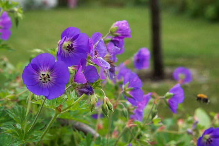 Hängsälj och blommor i trädgården