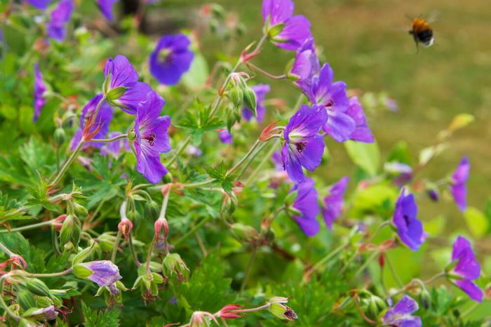 Hängsälj och blommor i trädgården