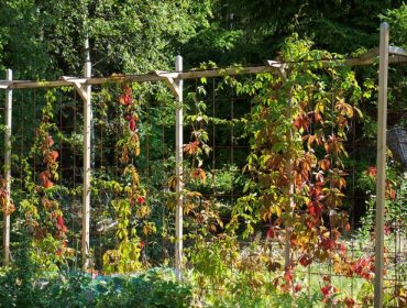 tradgarden-augusti-1