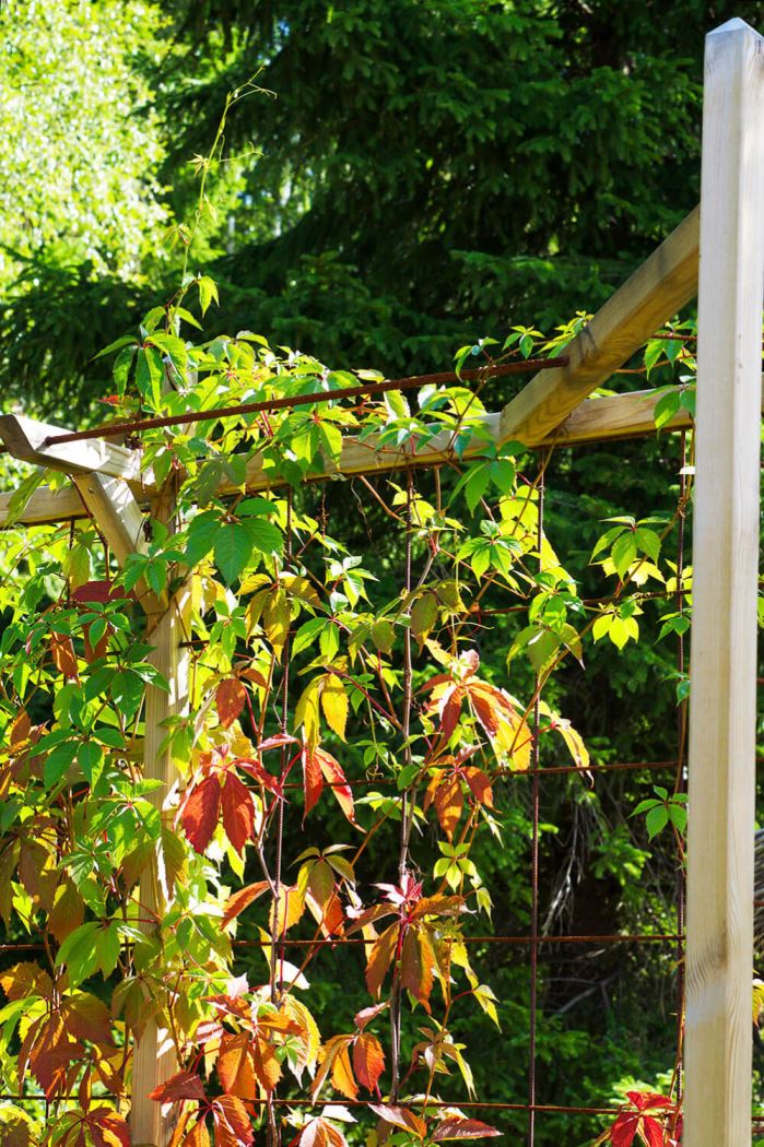 Trädgården i augusti