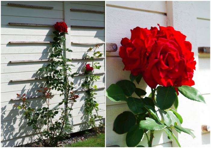 Trädgården i augusti
