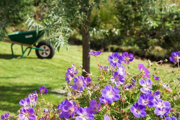 Trädgården i augusti